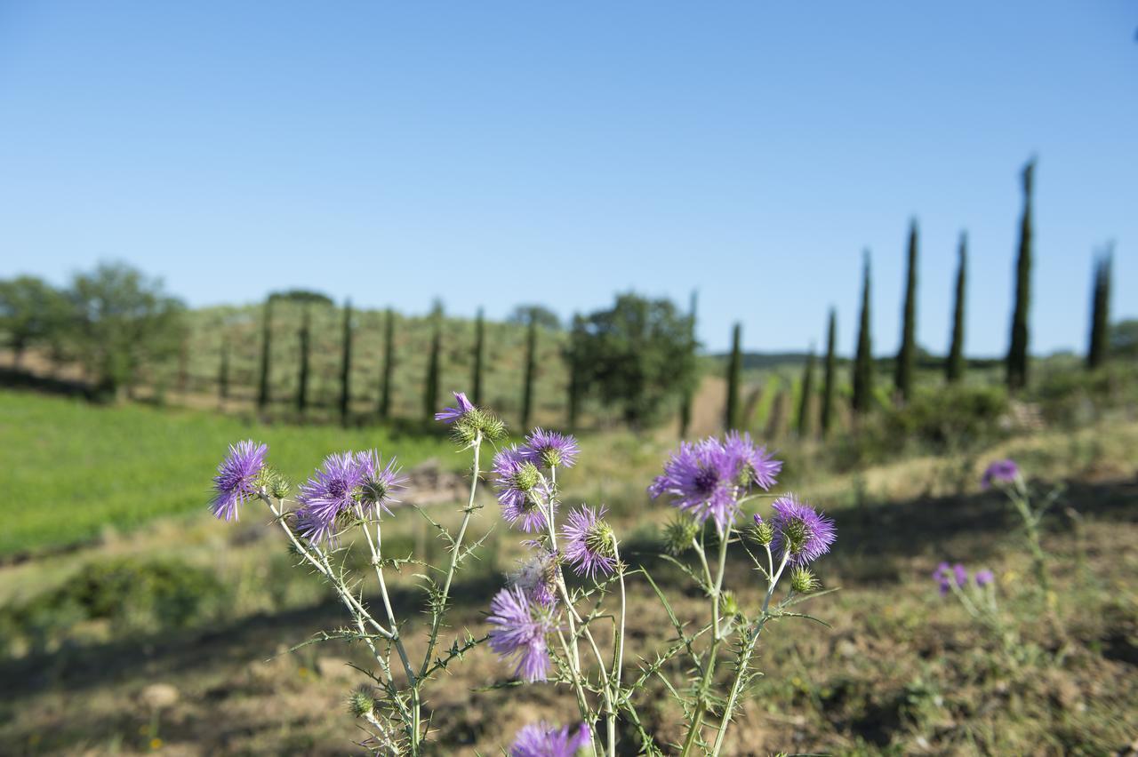 Agriturismo Poggio Corbello 라페스타 외부 사진